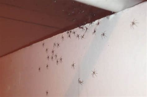 Hundreds Of Huntsman Spiderlings Invade Someone S Shower