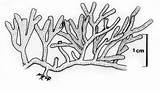 Caulerpa South Seaweeds Coast African Reproduced 1997 Et Al Drawing sketch template