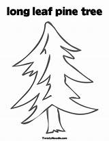 Pine Tree Longleaf Template sketch template