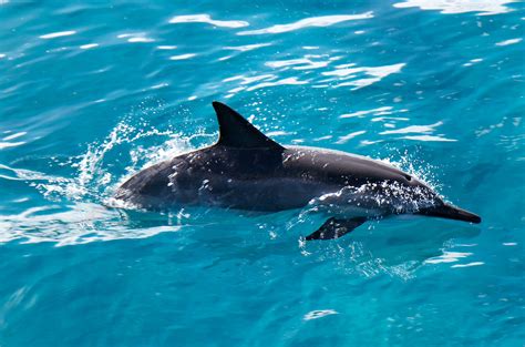 dolphins swim