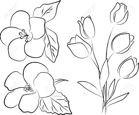 cherry blossom drawing outline  getdrawings