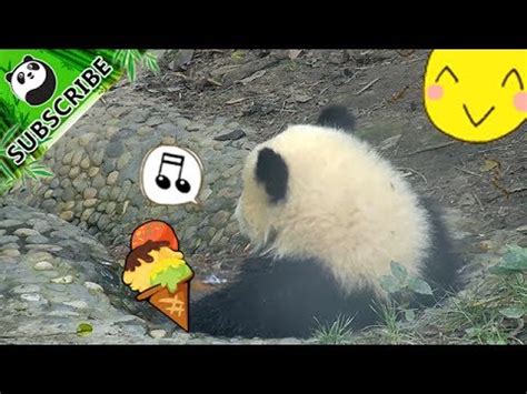 panda spa life   perfect   ipanda youtube