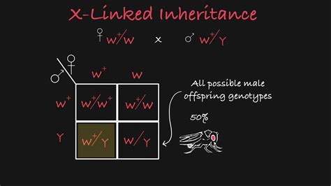 X Linked Inheritance Explained Youtube
