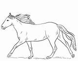 Horse Coloring Pages Running Horses Appaloosa Drawing Draw Printable Spotted Getdrawings Sheets Kids Print Equestrian Line Ritar Hur Man Leopard sketch template
