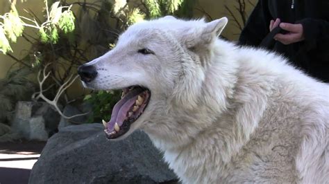 arctic wolf howlmts youtube