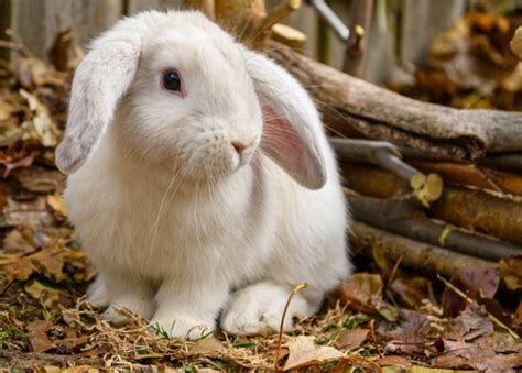 bunny basics keeping  rabbits healthy  pet vet