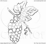 Grapes Cartoon Leaf Clipart Bunch Outlined Coloring Vector Picsburg sketch template