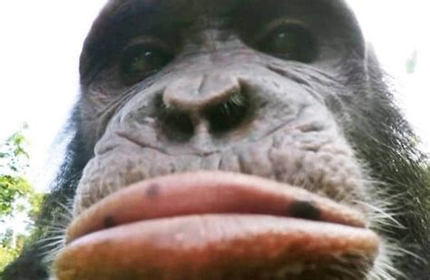 leur donne une camera les singes font des selfies edition du soir