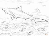 Shark Coloring Pages Bull Realistic Drawing Printable Megalodon Color Outline Goblin Sharks Haai Fish Basking Getdrawings Drawings Getcolorings Adults Ocean sketch template