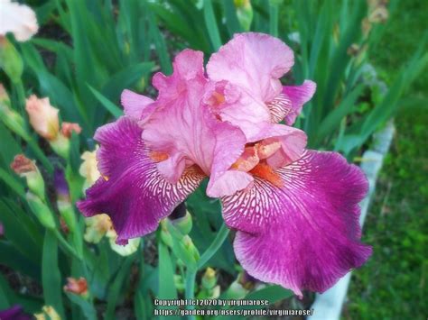 Tall Bearded Iris Iris Autumn Rose In The Irises Database