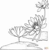 Coloring Water Lily Pages Nymphaea Printable Supercoloring Embroidery Drawing Painting Machine Drawings Flowers Gifts Line Color Flower Sketches Von Stencils sketch template