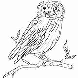 Owl Coloring Burrowing Getdrawings sketch template