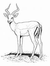Antilope Sauvage Antelope Craintif Animal Animaux Sauvages sketch template