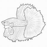 Betta Fish Siamese Bettas Bestcoloringpagesforkids Coloringbay sketch template