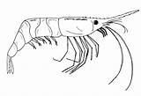 Krill Geography Shrimp Northern sketch template