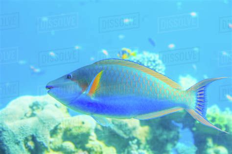 parrot fish underwaterisrael stock photo dissolve