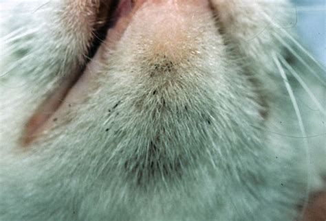 cat  pimples birnam veterinary clinic