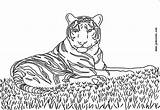Tigre Tigres Bengala Siberiano Coloriages Abcpedia sketch template