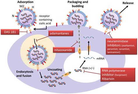 viruses  full text clinical implications  antiviral