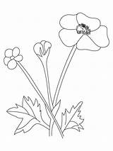 Buttercup Pages Coloring Flower Pod Kids Recommended Color sketch template