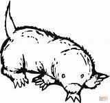 Mole Coloring Pages Clipart Color Animal Cartoon Mammals Lesson Supercoloring Animals Print Library Cliparts sketch template
