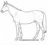 Coloring Horse Pages Saddlebred Eating Color Grass Thoroughbred Drawing Template Horses Super sketch template