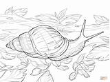 Snail Coloring Pages African Giant Land Animals Drawing Printable Safari Dibujos Caracol Africano Del Print Drawings Color Dot Kids sketch template