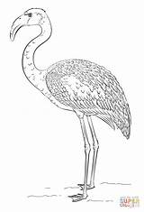 Coloring Flamingo Pages Lesser Drawing Draw Printable Step Comment sketch template