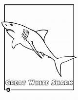 Coloring Pages Printable Shark Great Endangered Animals Kids Animal Color Ocean Sharks Print Printables Tiger Drawing Easy Sheet Sheets Cartoon sketch template
