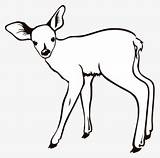 Deer Sika Clipartkey 983kb sketch template