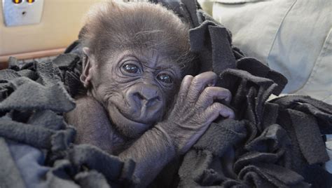 abandoned baby gorilla    cincinnati zoo
