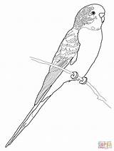 Coloring Parrot Pages Budgie Budgerigar Printable Perruche Coloriage Bird Print Supercoloring Colouring Drawing Budgerigars Imprimer Parakeet Adult Parrots Color Click sketch template