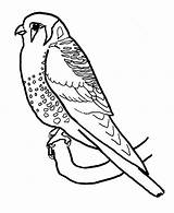 Kestrel Coloring Color Pages Animals Sheet sketch template