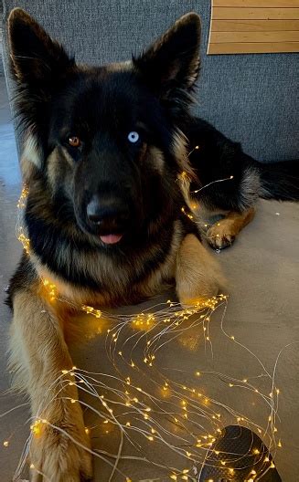 german shepherd with one blue eye wrapped in sparkling lights stock