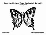 Butterfly Coloring Swallowtail Exploringnature sketch template