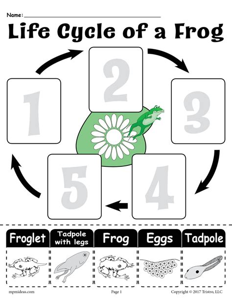 life cycle   frog  printable worksheet supplyme