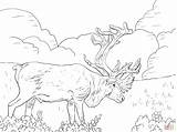 Caribou Coloring Pages Porcupine Grant Moose Drawing Reindeer Colorings Skip Main Animal Sheets Choose Board Categories sketch template