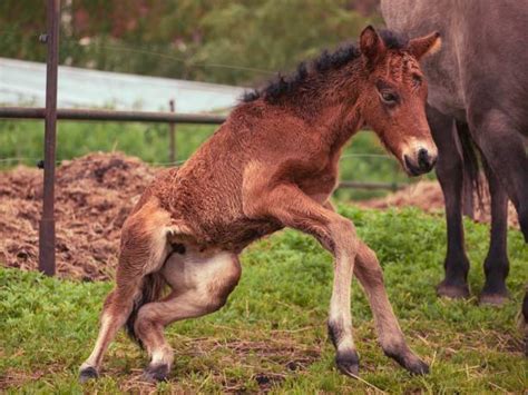newborn horse stock  pictures royalty  images istock
