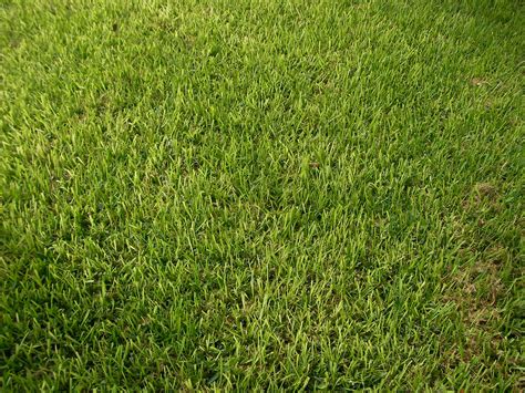 Which Types Of Grass Should I Plant In Austin