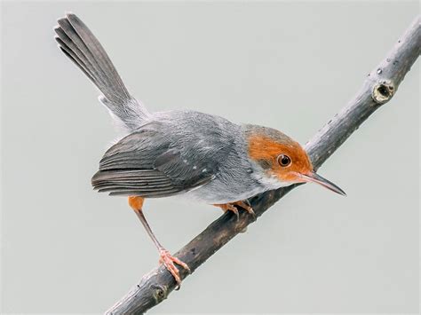 ashy tailorbird ebird