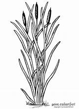 Coloring Cattails Pages Cattail Plant Color Pond Patterns Getdrawings Printables Wood Burning Fun Print Puzzles Crafts Cards sketch template