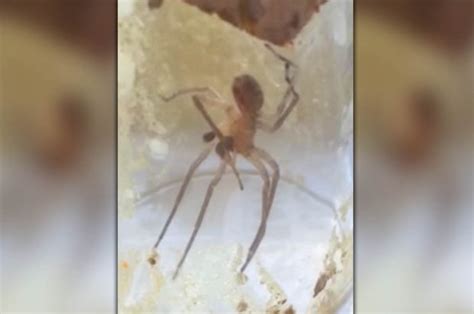 This Spider Repaired Its Own Broken Leg And Now People Are