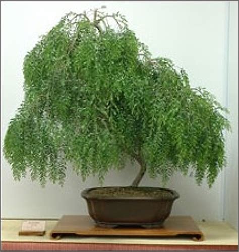 Weeping Willow Bonsai Complete Owner S Guide Tenth Yard