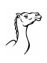 Camel Coloring Head Pages sketch template