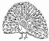Peafowl His Plumage Peacocks sketch template