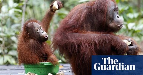 orangutans at camp leakey in kalimantan in pictures environment