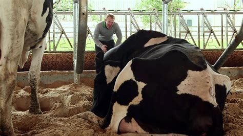 Discover Dairy How Do The Sexual Organs Of Cows And Humans Differ