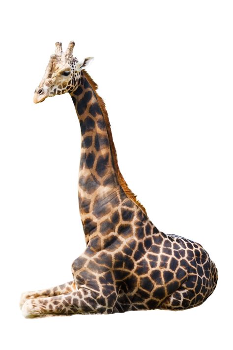 giraffe isolated  stock photo public domain pictures