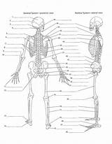 Skeleton Human Diagram Anatomy Unlabeled Skeletal Body Bones System Worksheet Choose Board Coloring Pdf Answers sketch template
