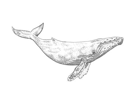 humpback whale rectangular pillow  alexa roberts whale tattoos